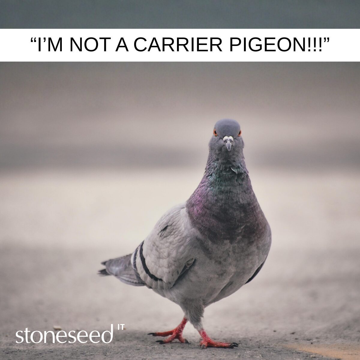 When Project Managers Become Project Messengers blog