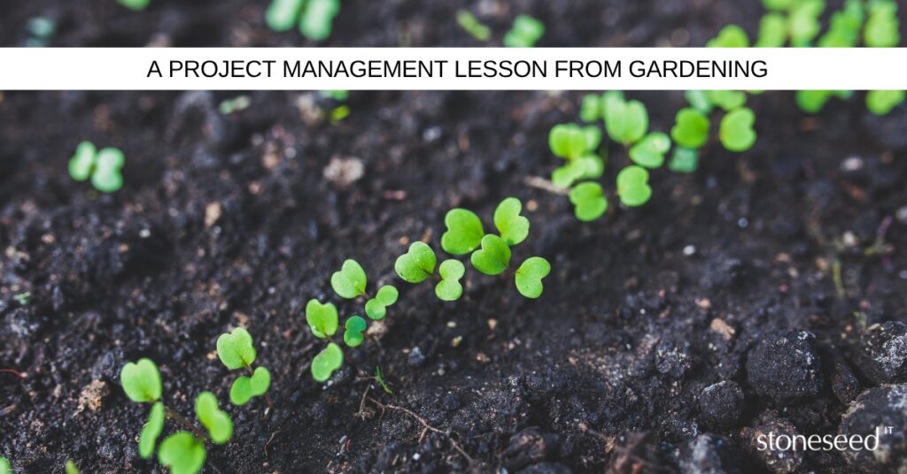 Zoomed in picture of plants growing from the ground
