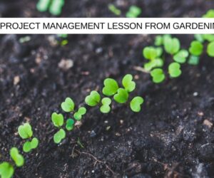 A zoomed in picture of green plants growing from in the soil in a garden.