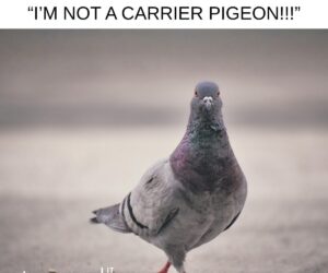 When Project Managers Become Project Messengers blog